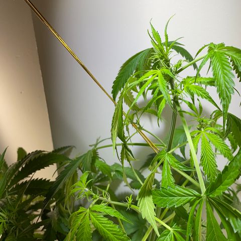 Celeste growlog timeline photo