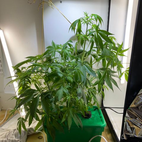 Celeste growlog timeline photo