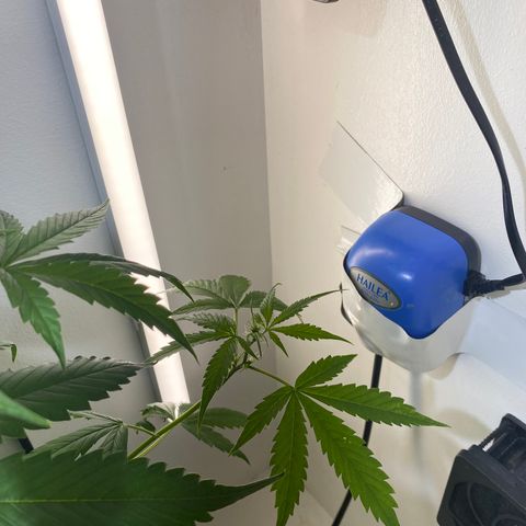 Celeste growlog timeline photo