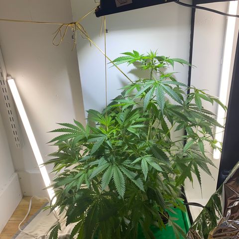 Celeste growlog timeline photo