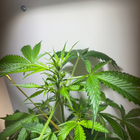 Celeste growlog timeline photo