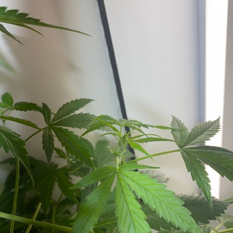 Celeste growlog timeline photo