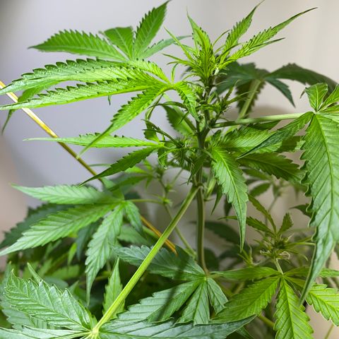 Celeste growlog timeline photo
