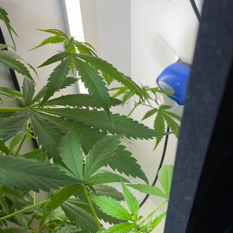 Celeste growlog timeline photo