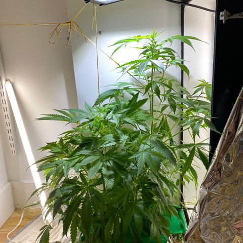 Celeste growlog timeline photo