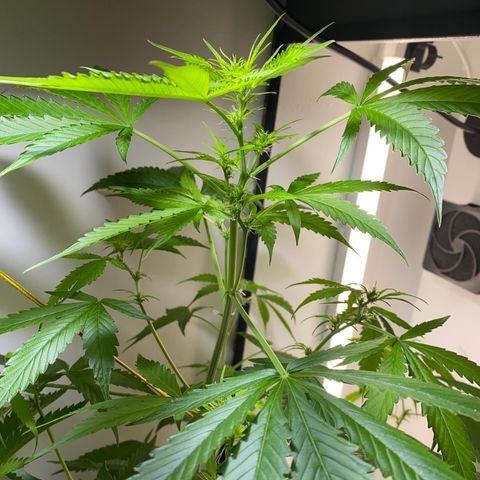 Celeste growlog timeline photo