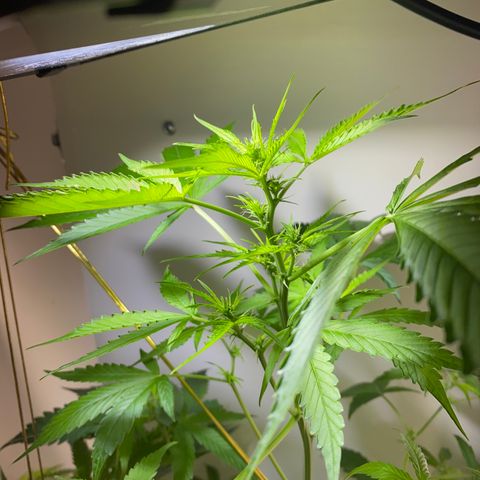 Celeste growlog timeline photo