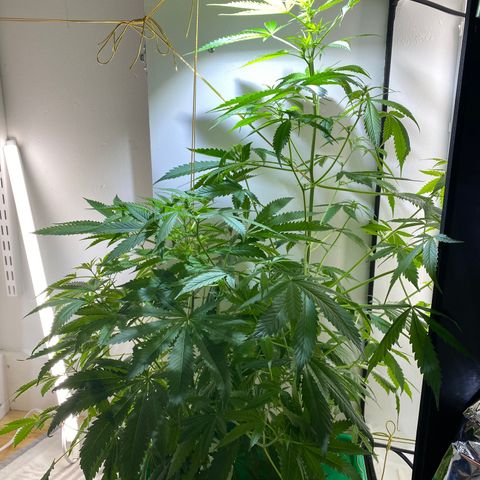 Celeste growlog timeline photo