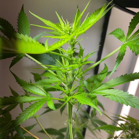Celeste growlog timeline photo
