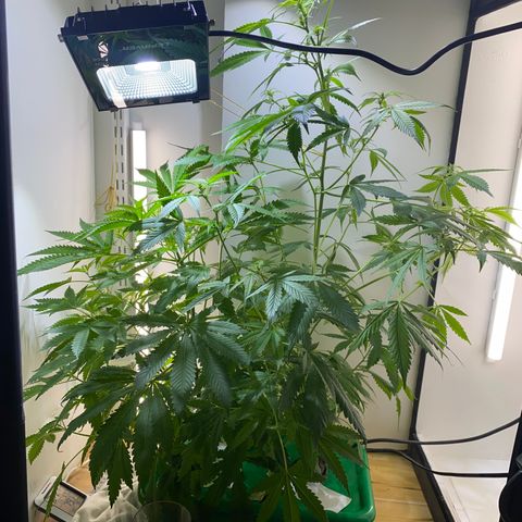 Celeste growlog timeline photo