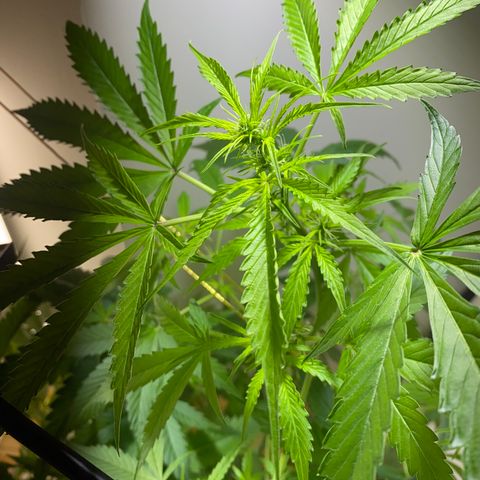 Celeste growlog timeline photo