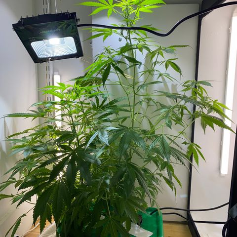 Celeste growlog timeline photo