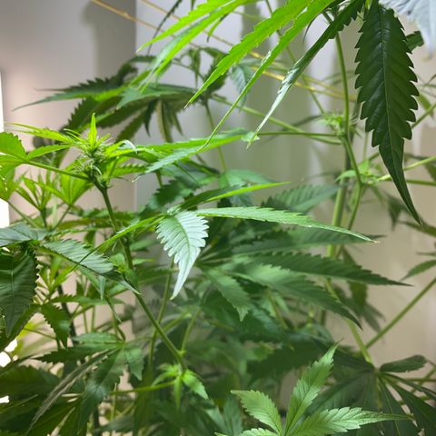 Celeste growlog timeline photo