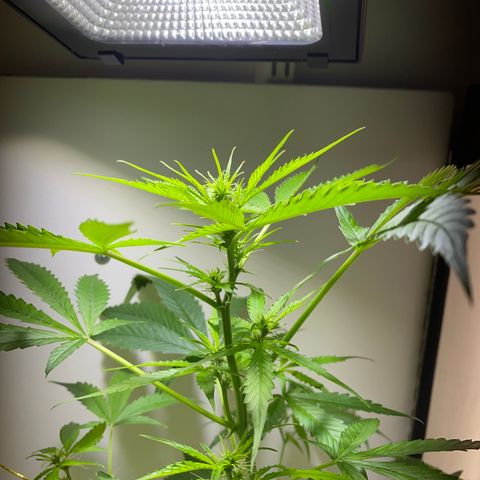 Celeste growlog timeline photo