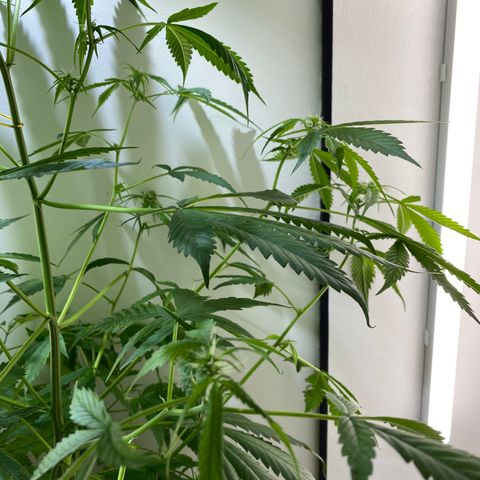 Celeste growlog timeline photo