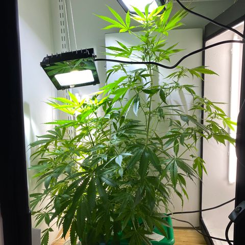 Celeste growlog timeline photo