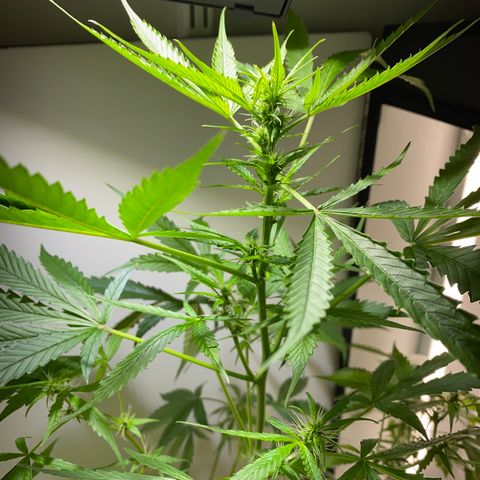 Celeste growlog timeline photo