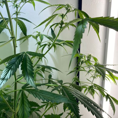 Celeste growlog timeline photo