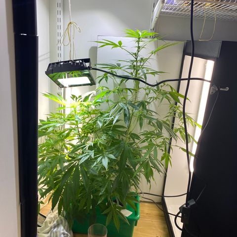 Celeste growlog timeline photo