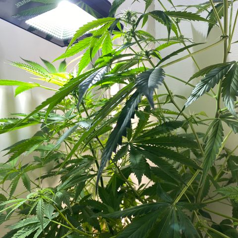 Celeste growlog timeline photo