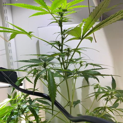 Celeste growlog timeline photo