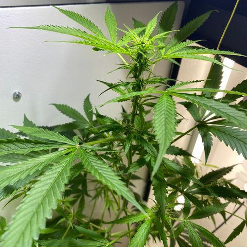 Celeste growlog timeline photo