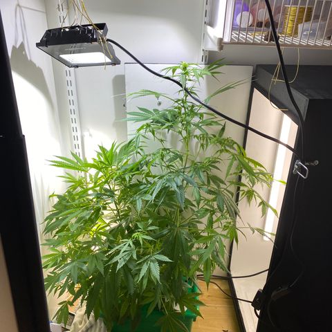 Celeste growlog timeline photo