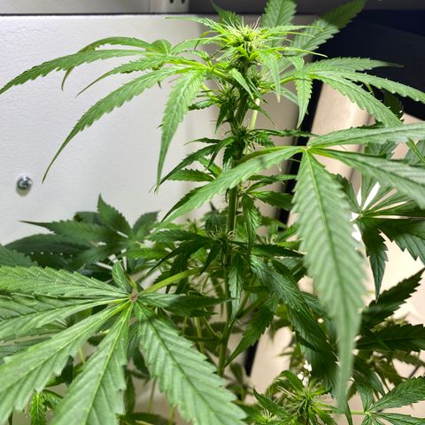 Celeste growlog timeline photo