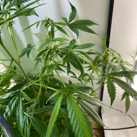 Celeste growlog timeline photo