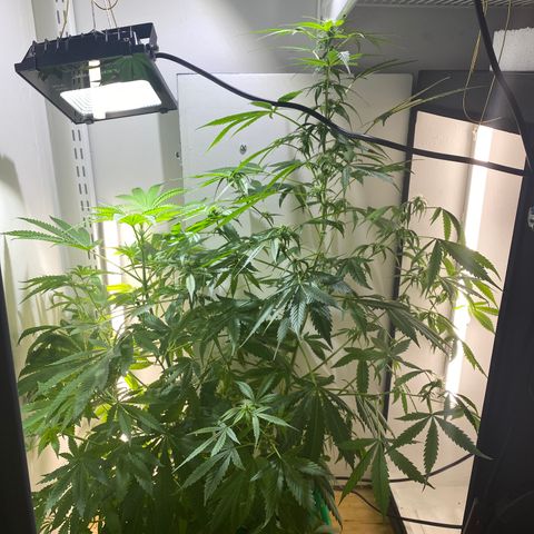 Celeste growlog timeline photo