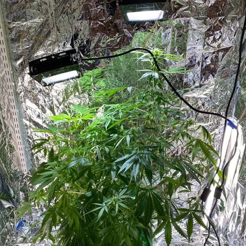 Celeste growlog timeline photo
