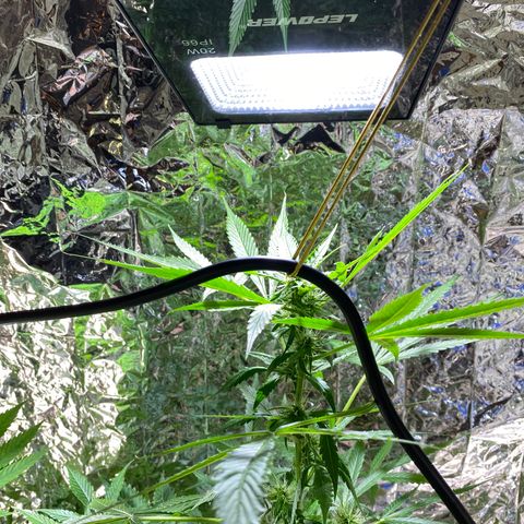 Celeste growlog timeline photo