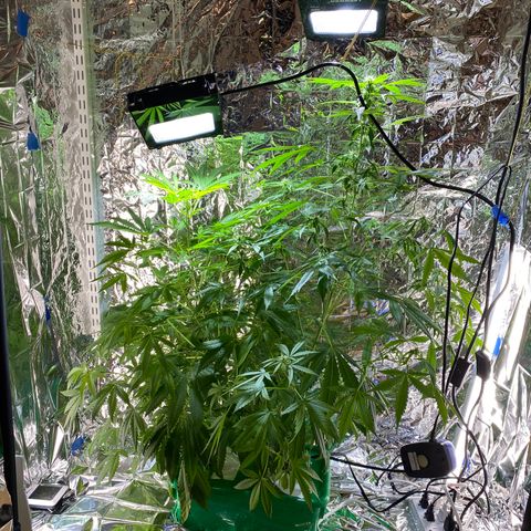 Celeste growlog timeline photo