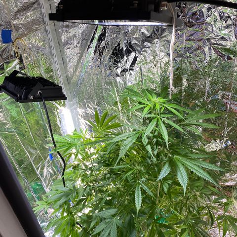 Celeste growlog timeline photo
