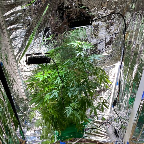 Celeste growlog timeline photo