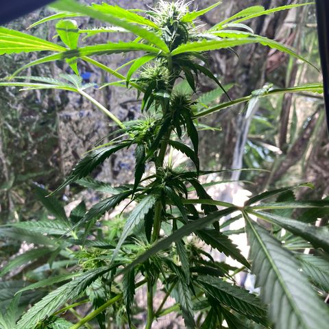Celeste growlog timeline photo
