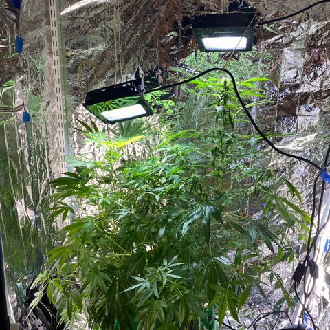 Celeste growlog timeline photo