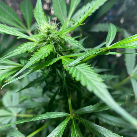 Celeste growlog timeline photo