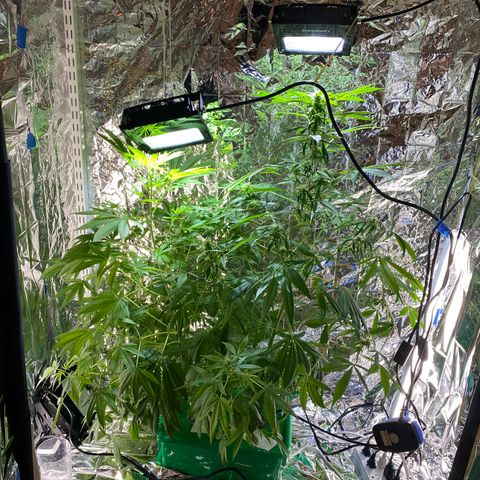 Celeste growlog timeline photo