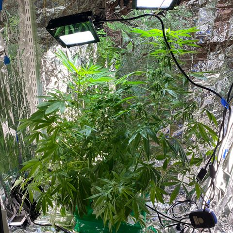 Celeste growlog timeline photo