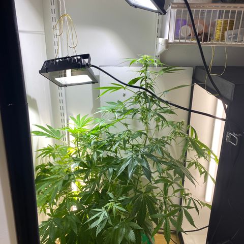 Celeste growlog timeline photo