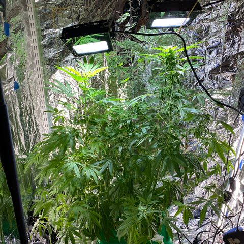 Celeste growlog timeline photo