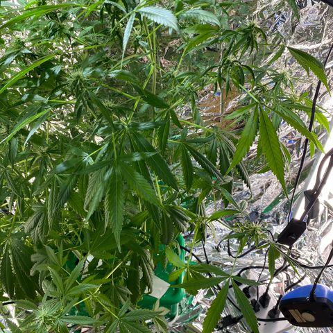 Celeste growlog timeline photo