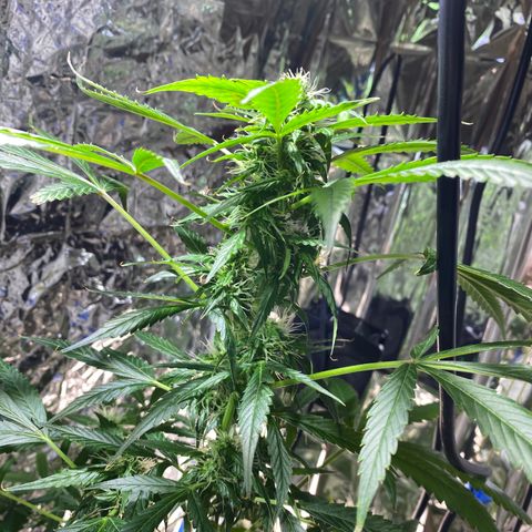 Celeste growlog timeline photo