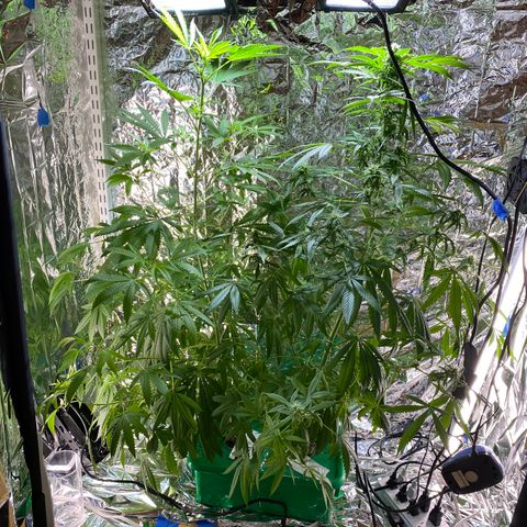 Celeste growlog timeline photo