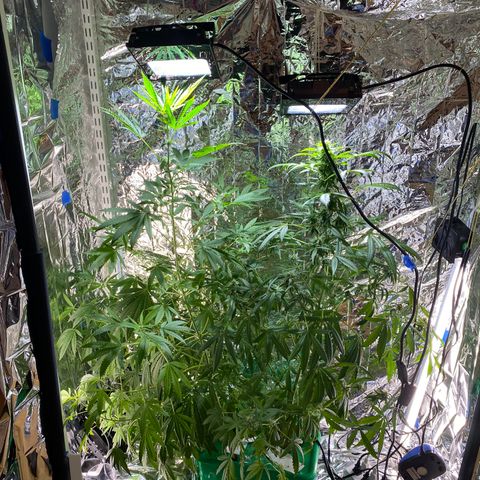 Celeste growlog timeline photo