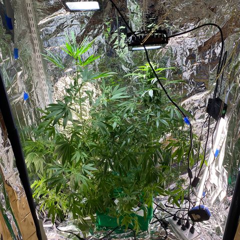 Celeste growlog timeline photo