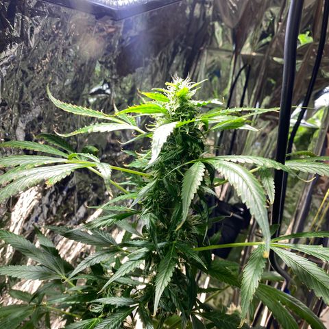 Celeste growlog timeline photo