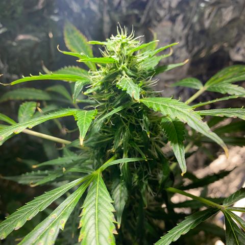 Celeste growlog timeline photo