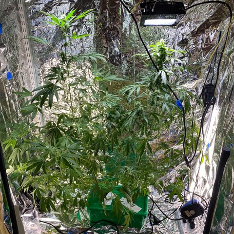 Celeste growlog timeline photo